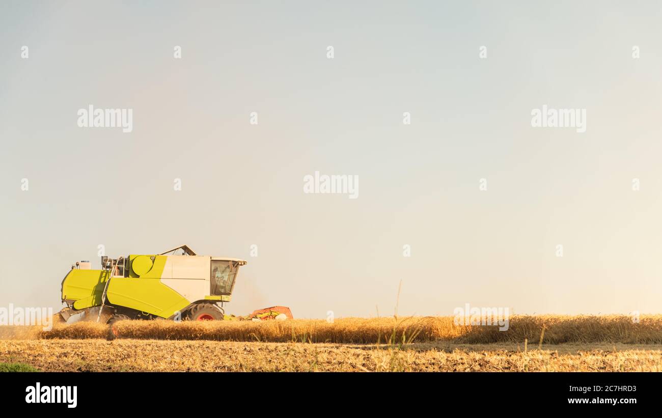 Machine de récolte travaillant dans le champ de seigle mûr. Saison de récolte des céréales, concept d'entreprise agricole Banque D'Images