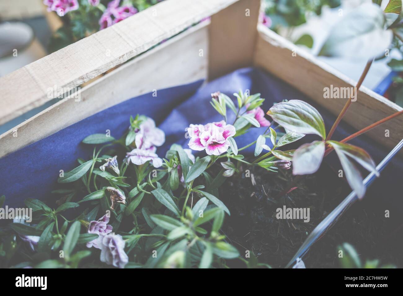 Œillets, Dianthus, Kisses roses lors de la plantation dans les pots pour le jardin. Banque D'Images