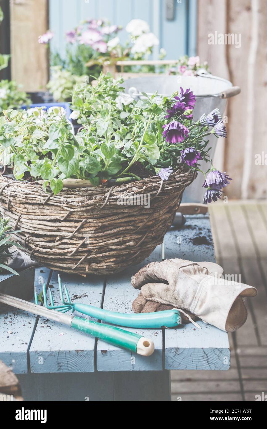 Plantez les paniers dans des pots et des paniers. Préparation pour la saison de jardinage. Banque D'Images