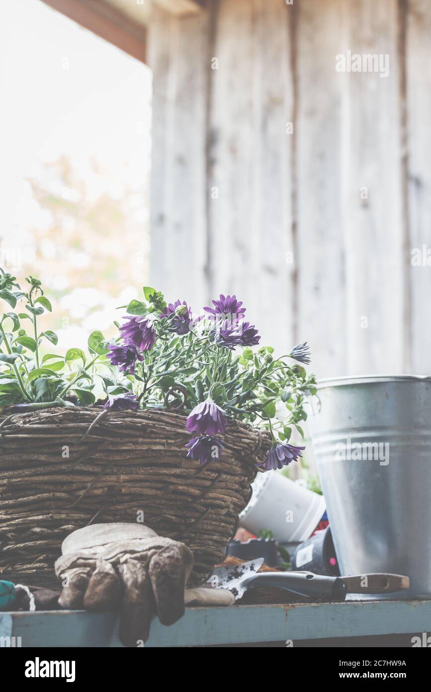Plantez les paniers dans des pots et des paniers. Préparation pour la saison de jardinage. Banque D'Images