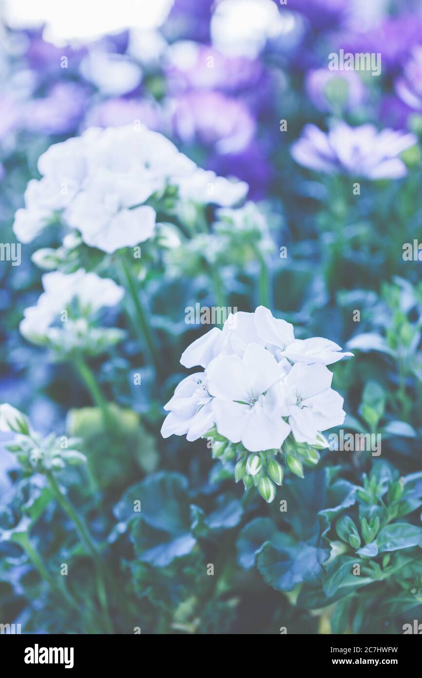 Géraniums blancs, géraniums, geraniaceae, splendeur florissante pour la terrasse et le balcon. Banque D'Images