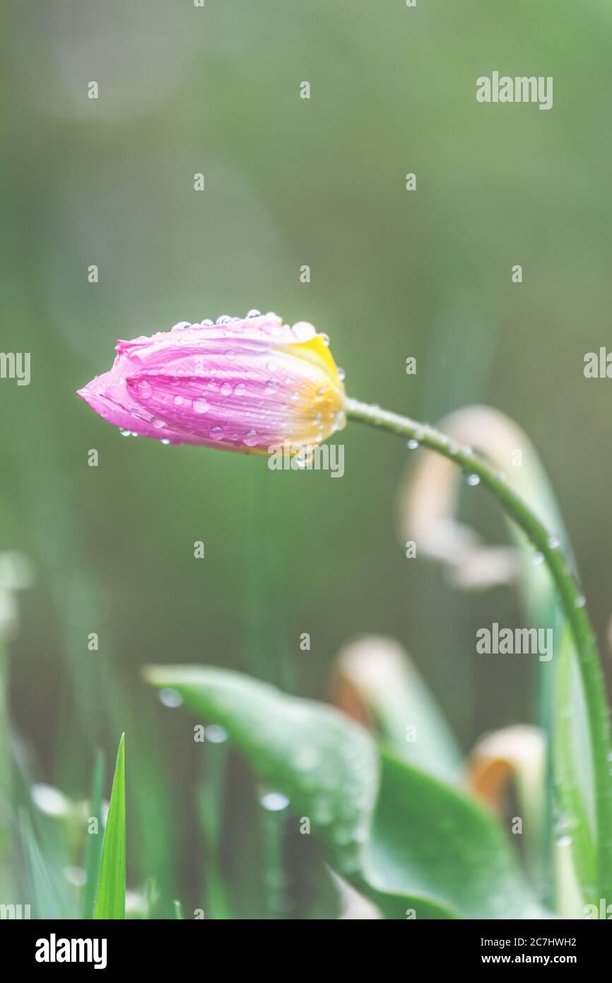 Printemps - tulipe sous la pluie avec gouttes de pluie fleurit dans le jardin Banque D'Images