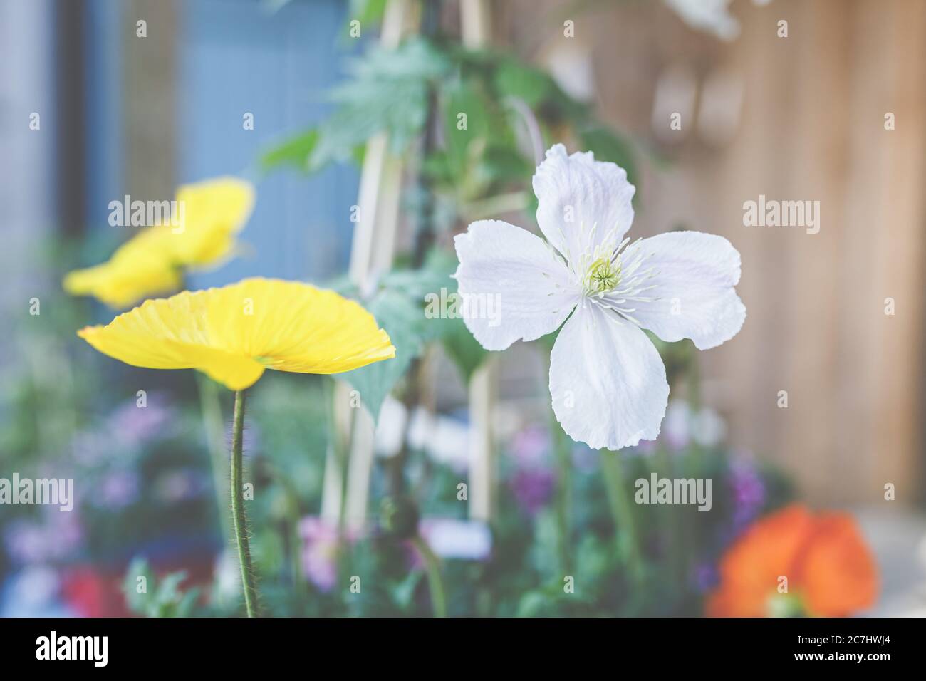 Clematis, Ranunculaceae et le Poppy islandais, Papaver nudicaule, sont de magnifiques fleurs d'été pour les patios et les balcons. Banque D'Images