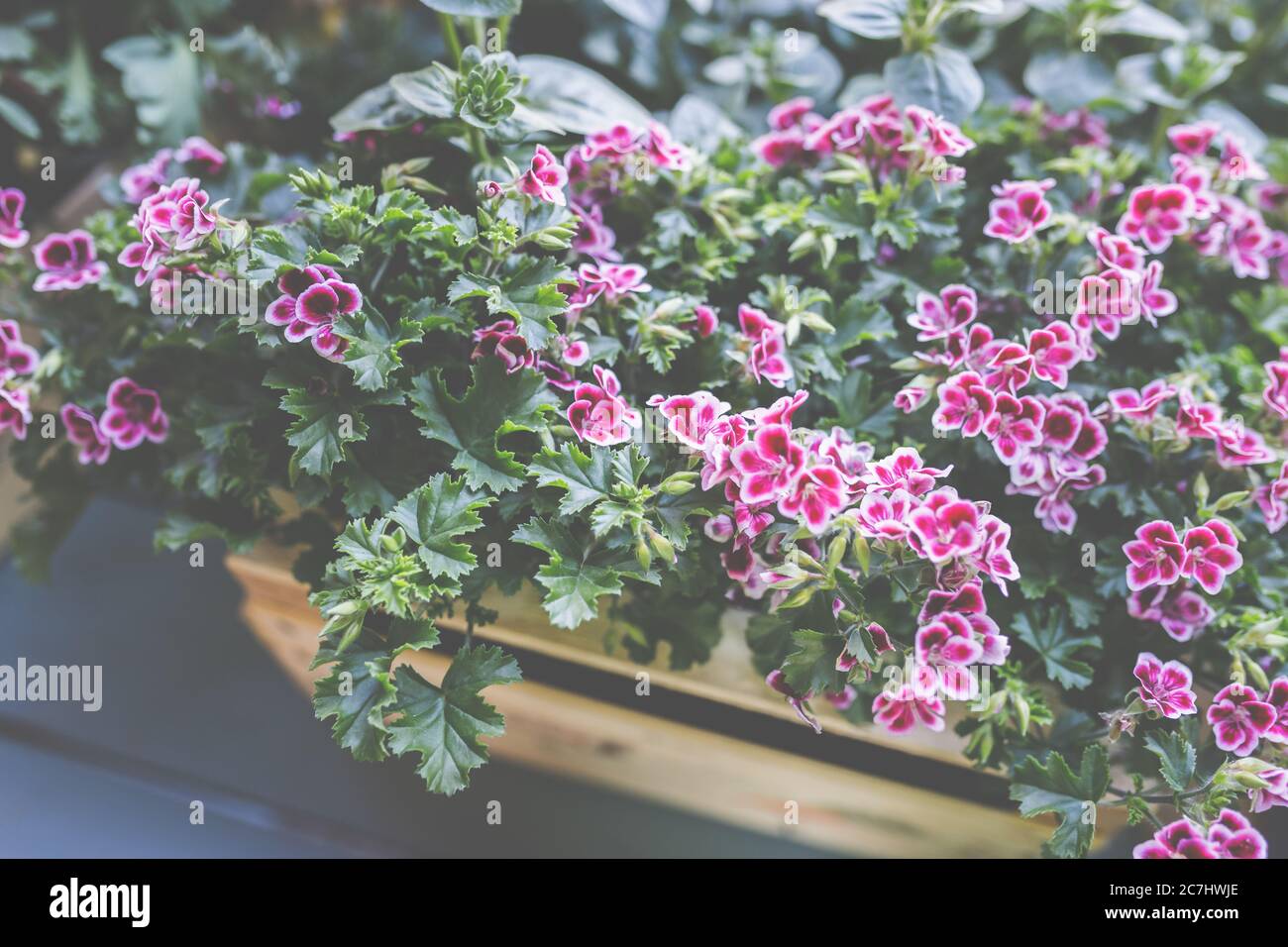 Œillets, Dianthus, Kisses roses lors de la plantation dans les pots pour le jardin. Banque D'Images