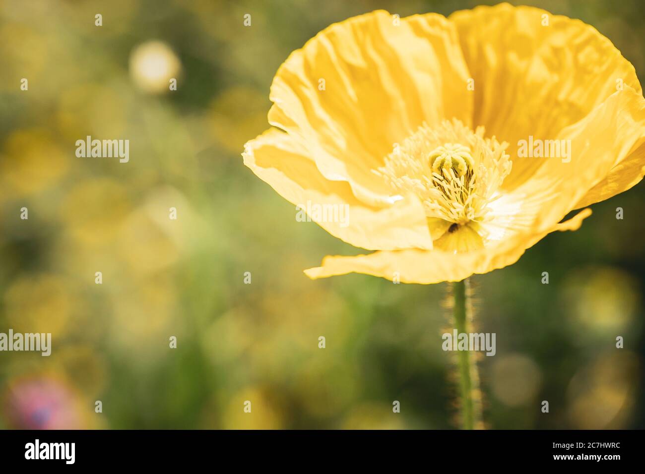 Printemps - le jardin fleurit dans la lumière du soleil, jaune de pavot d'Irlande. Banque D'Images