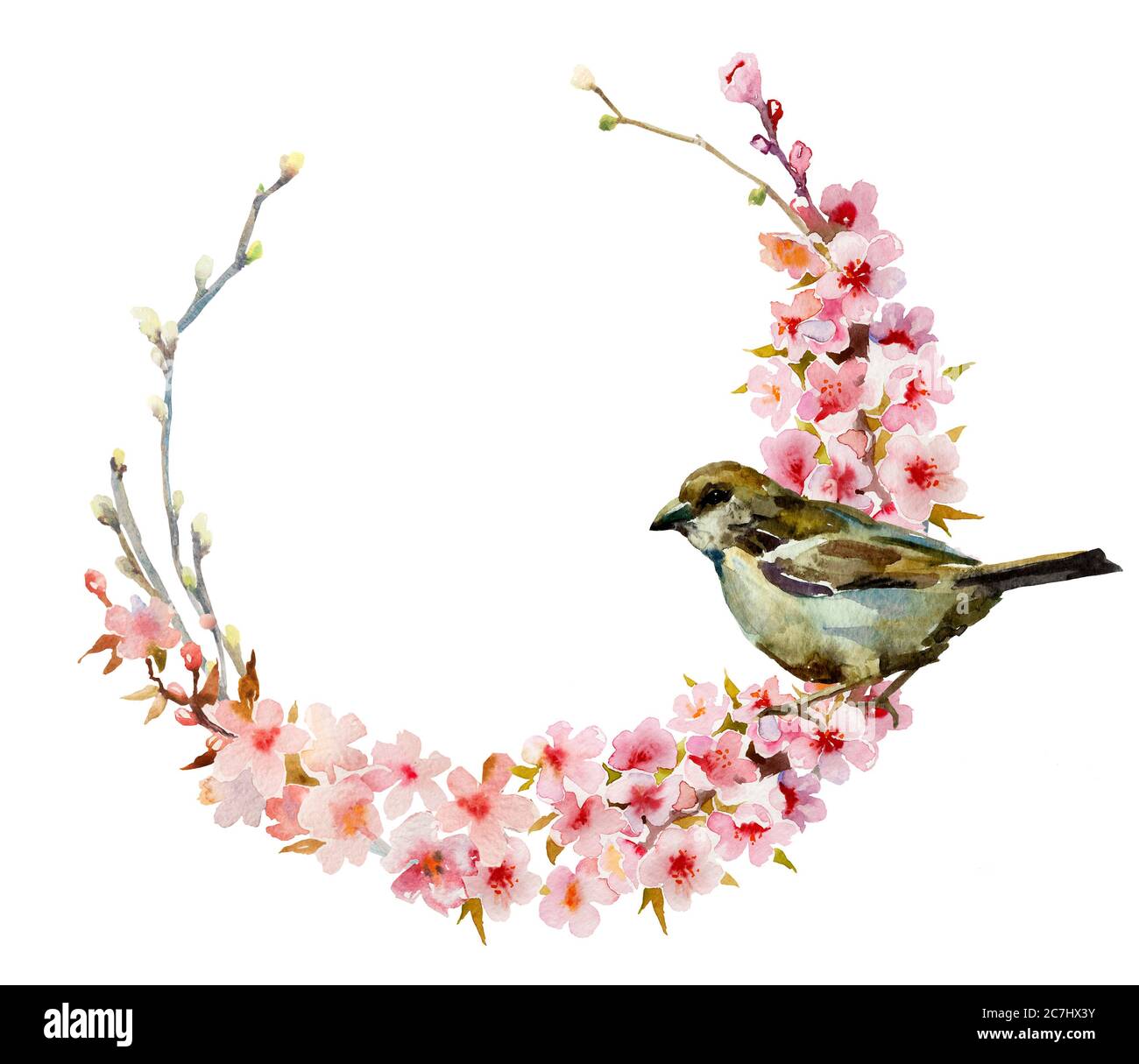 Couronne de printemps à la cerise et à l'aquarelle avec parrow assis. Cadre rond rose isolé sur fond blanc Banque D'Images