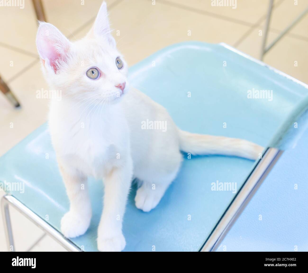 Un chaton domestique à poil court est assis dans une chaise, le 16 juillet 2020, à Theodore, Alabama. Le chaton a été sauvé après qu'il ait été abandonné par sa mère. Banque D'Images