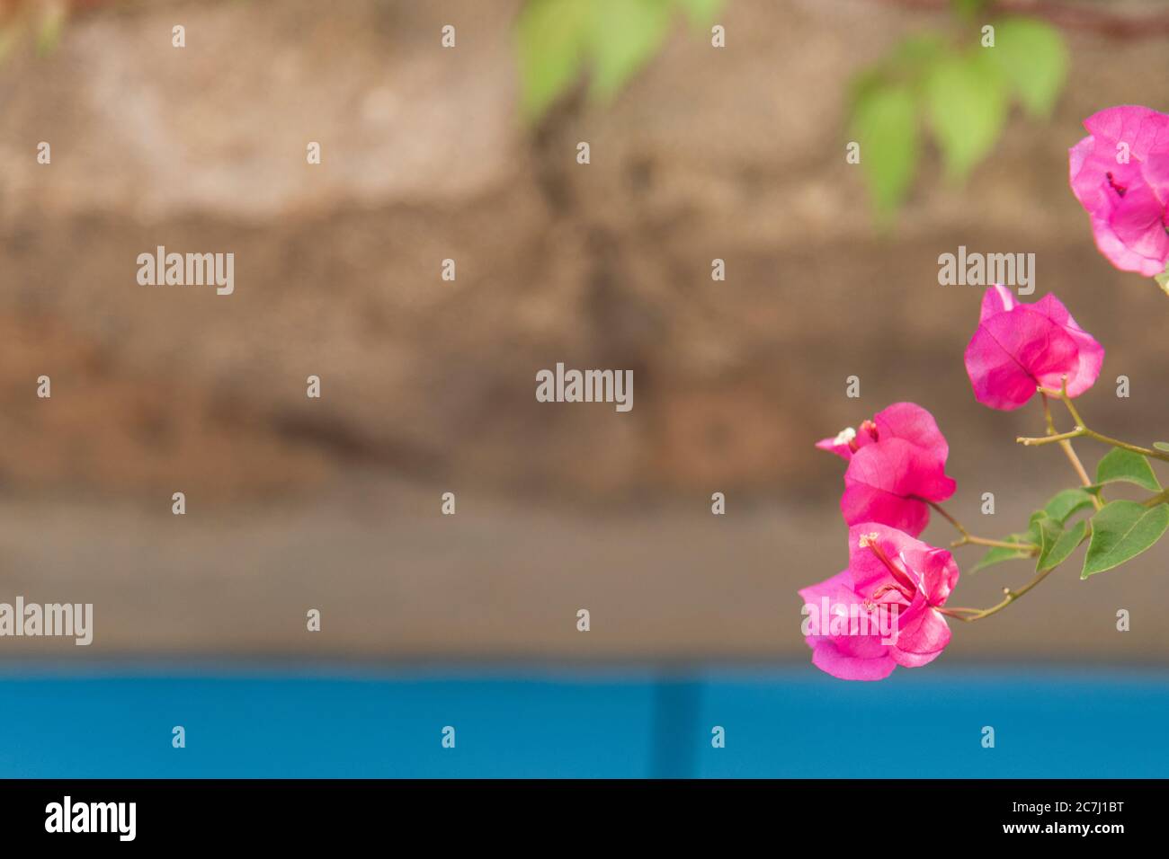 Sicile - impressions ensoleillés des îles éoliennes, également connues sous le nom d'îles éoliennes ou d'Isole Eolie : Lipari, Stromboli, Salina, Vulcano, Panarea, Filicudi et Alicudi. Fleurs de Bougainville. Banque D'Images