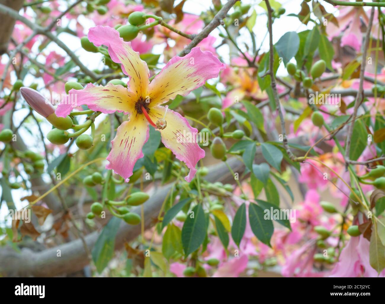Soie soie soie soie soie fleur d'arbre (Ceiba speciosa, anciennement Chorisia speciosa) Banque D'Images