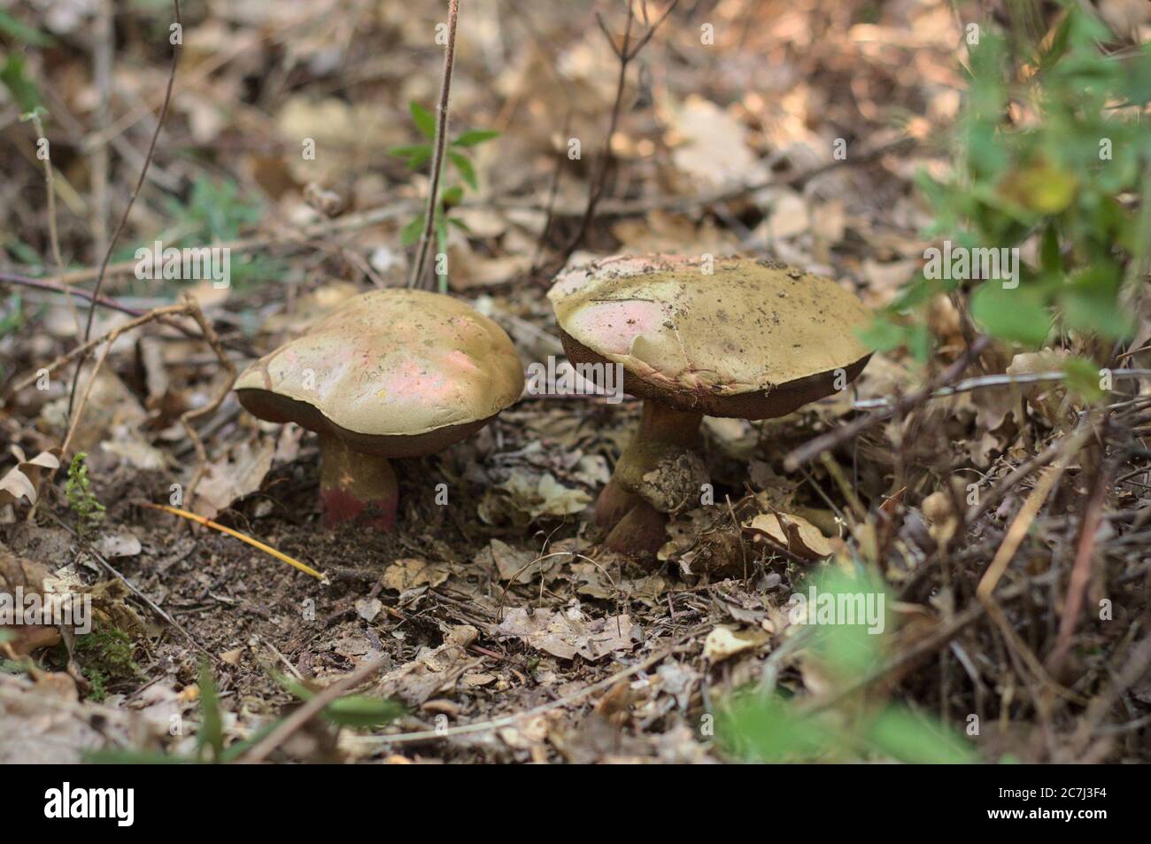 Xerocomellus chrysenteron - bolete rouge craquant Banque D'Images