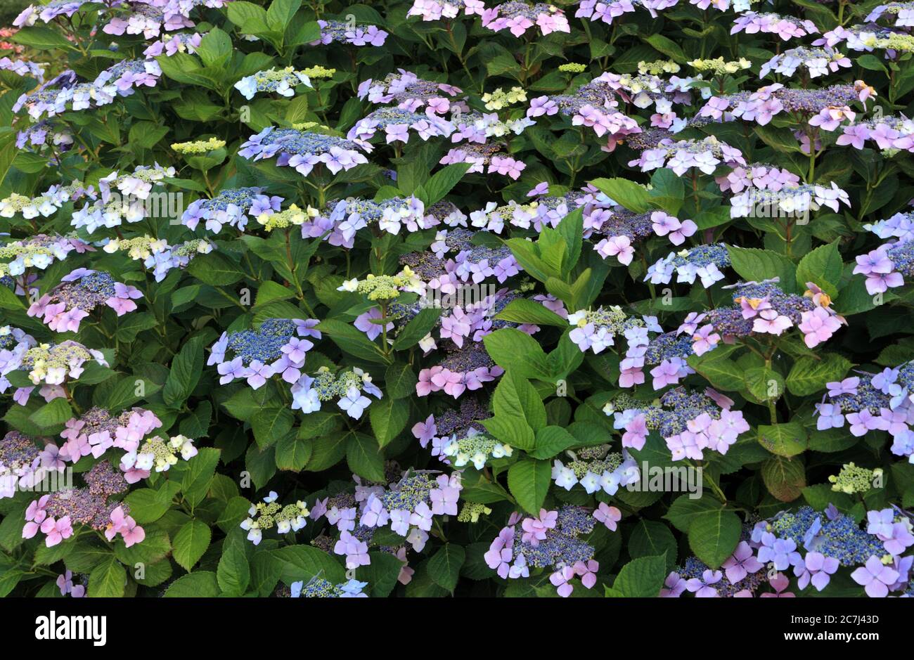 Hydrangea 'Blue Wave', hortensia, bleu, hortensias, plante de jardin Banque D'Images