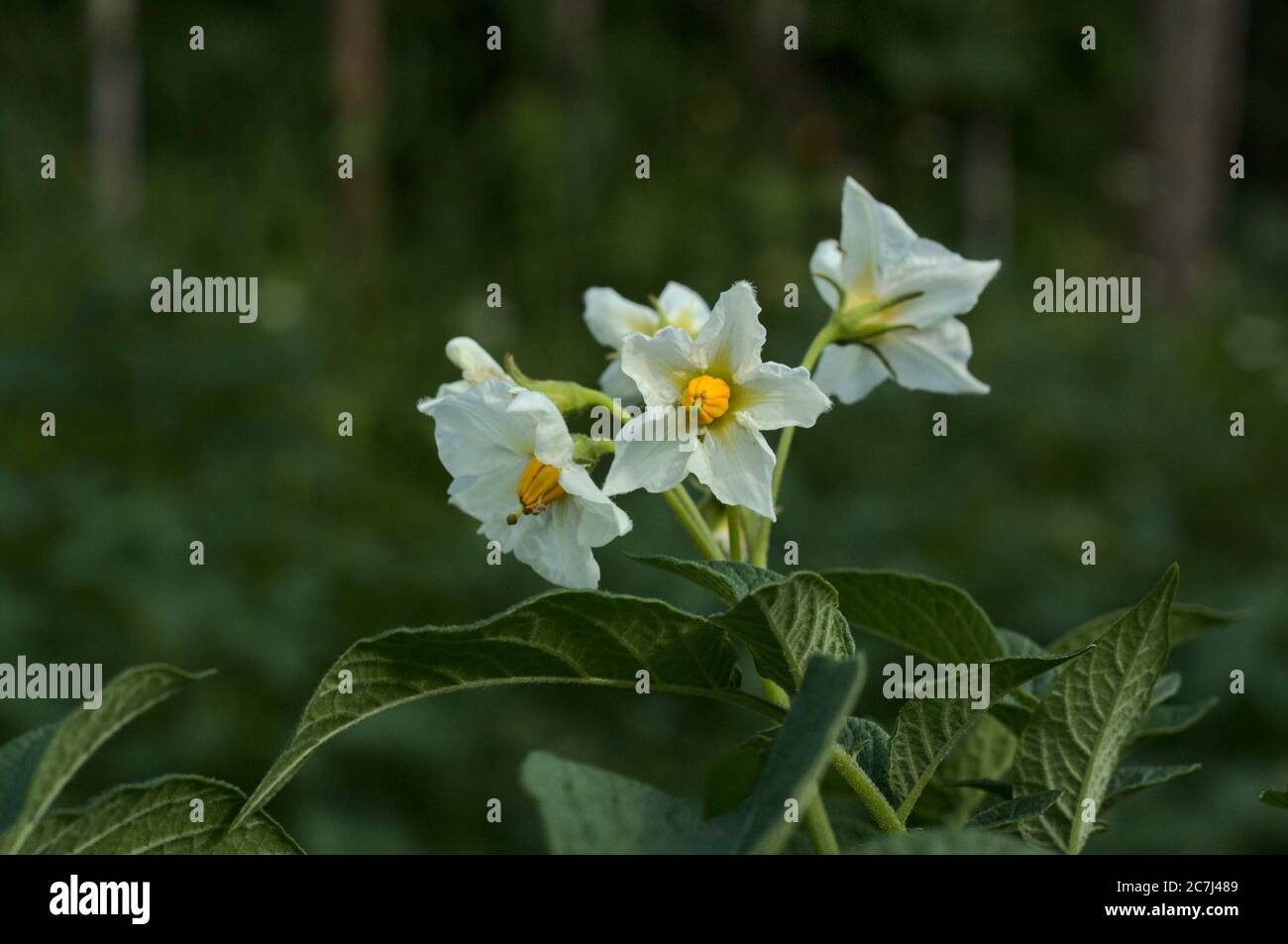 Fleurs d'une plante de pomme de terre - Solanum tuberosum Banque D'Images