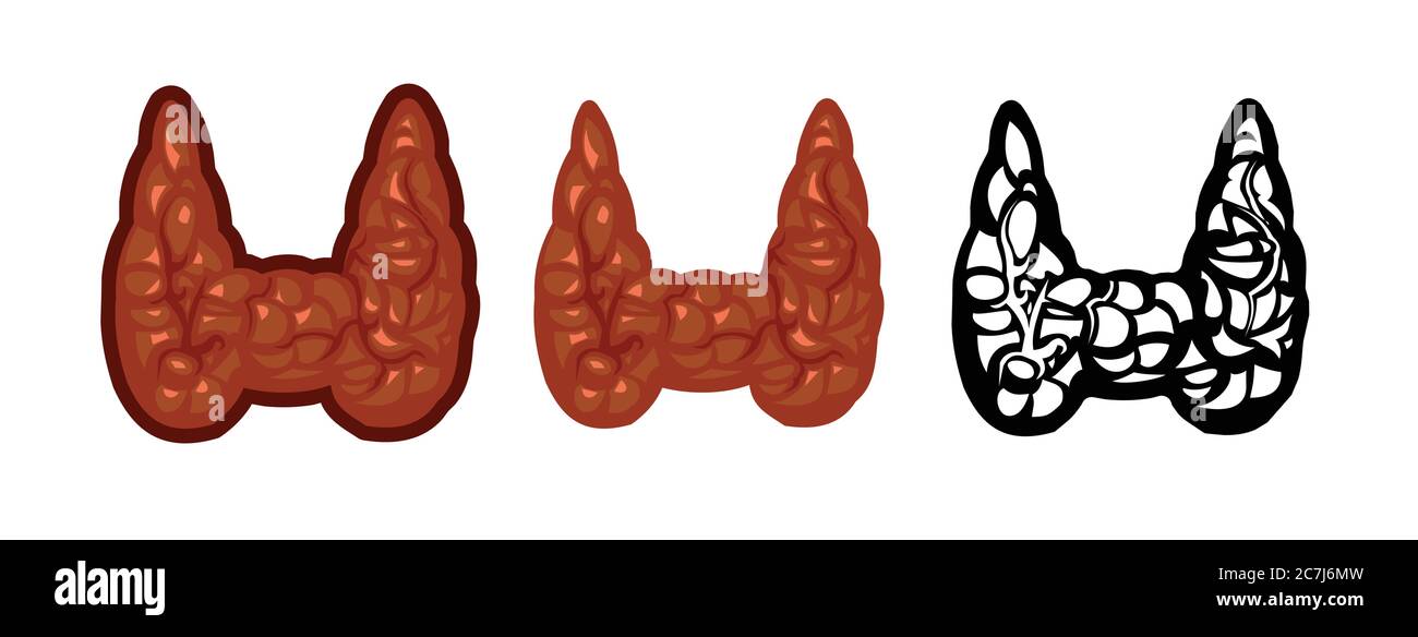 Le vecteur de la glande thyroïde s'isole sur un fond blanc. Image couleur et icône monochrome. Une série d'illustrations sur les organes internes. Anatomie. Illustration de Vecteur