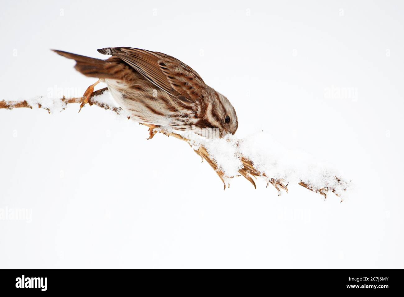 Chanson parrow recherche des graines en hiver Banque D'Images
