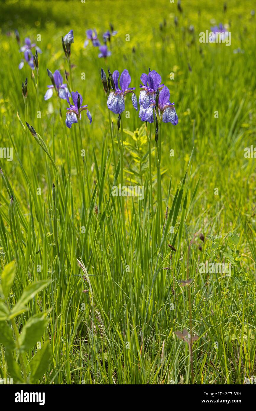 Iris sibérien, drapeau sibérien (Iris sibirica), floraison, Allemagne, Bavière, Chiemseemoore Banque D'Images
