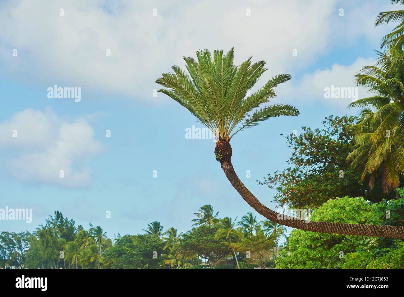 palm Tree à Sunset Beach sur Oahu, États-Unis, Hawaï, Oahu Banque D'Images