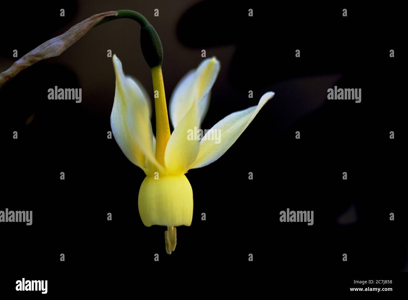 Larmes d'Ange (Narcissus triandrus), fleur, Espagne, Estrémadure Banque D'Images