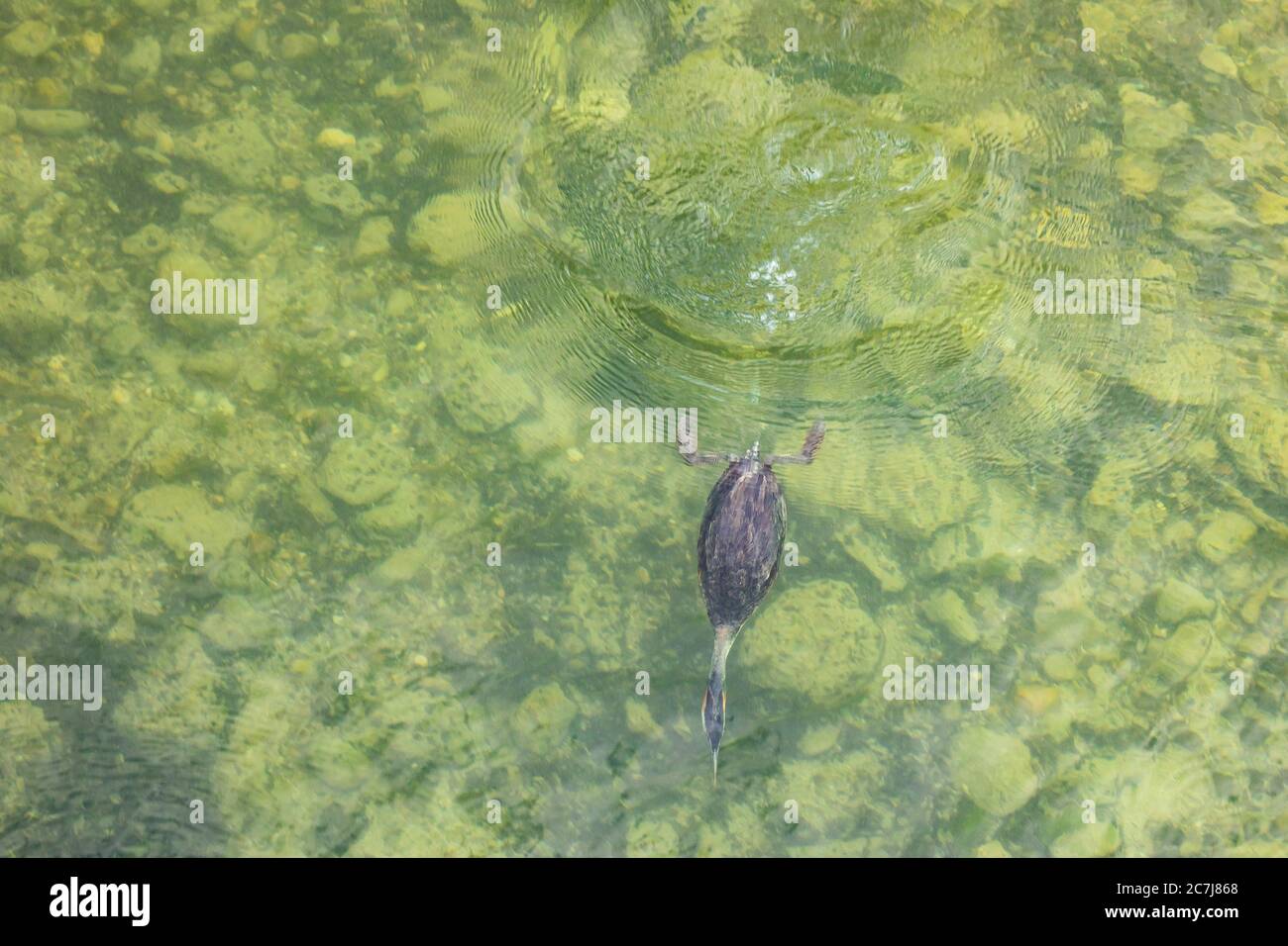 Grand grebe à crête (Podiceps cristatus), plongée pour les poissons proies dans la rivière claire, vue d'en haut, Allemagne, Bavière, Seebruck Banque D'Images