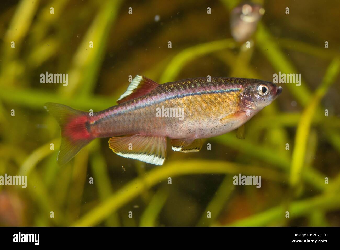 Nuage blanc, méné blanc de montagne (Tanichthys albonubes), homme Banque D'Images