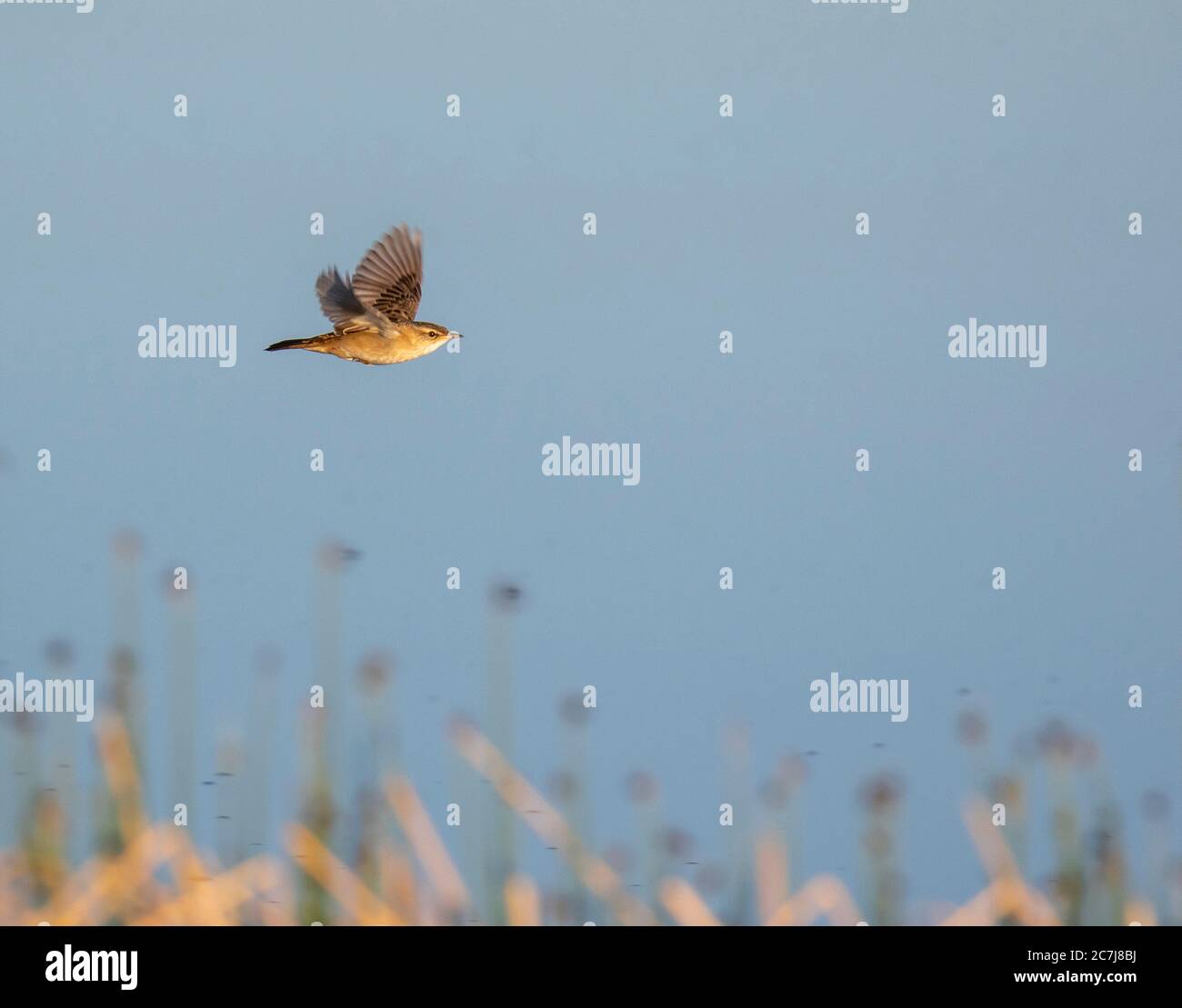 Locustella certhiola Banque de photographies et d’images à haute