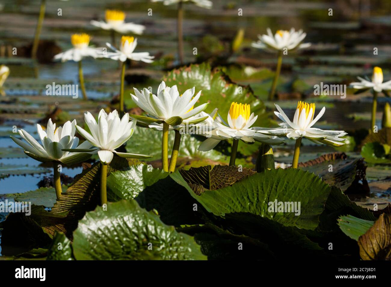 Nénuphars égyptiens, lotus égyptien blanc (Nymphée lotus), floraison, Gambie, Division occidentale, bois de Marakissa, Brikama Banque D'Images