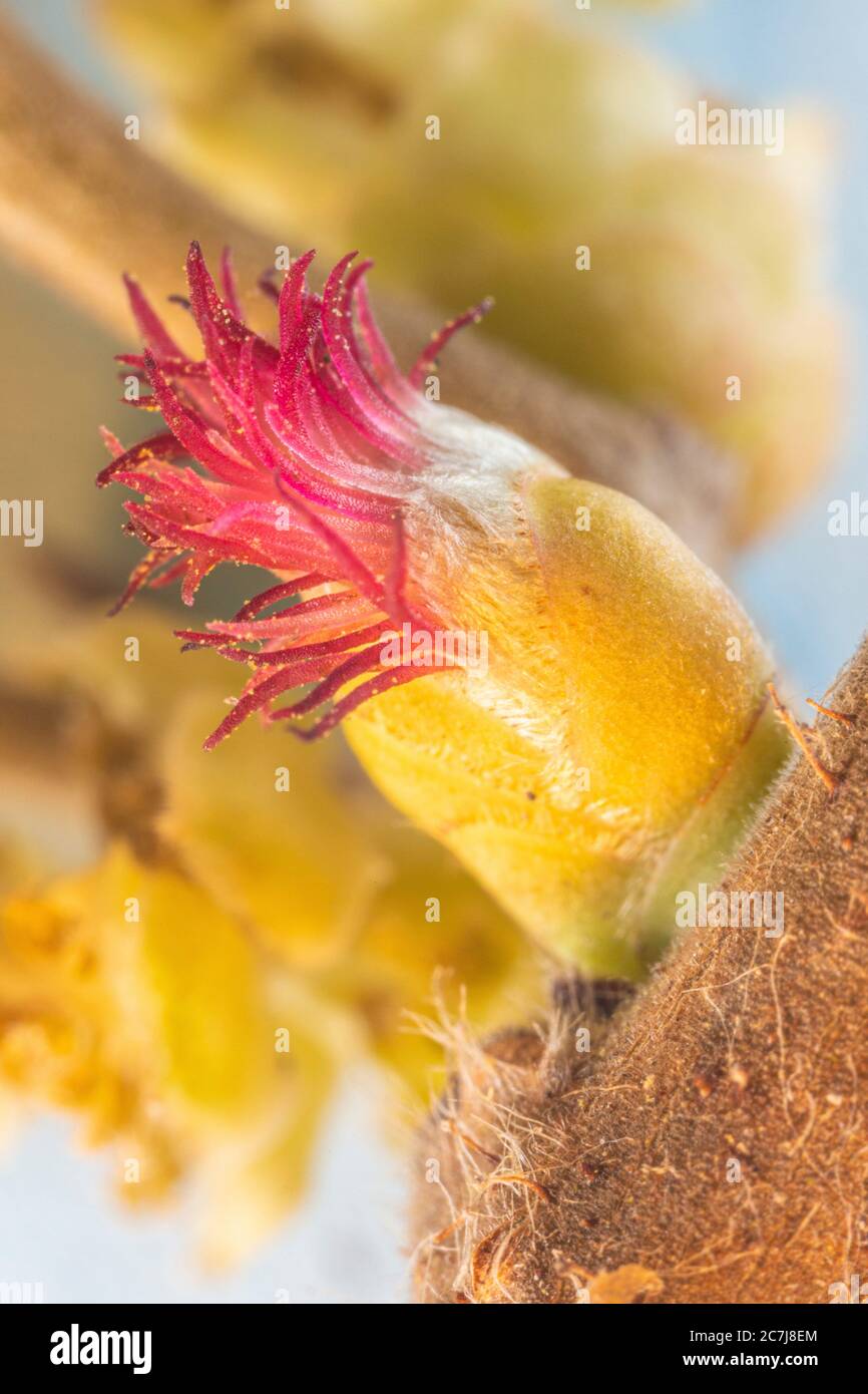 Noisette commune (Corylus avellana), inflorescence féminine, Allemagne, Bavière, Isental Banque D'Images