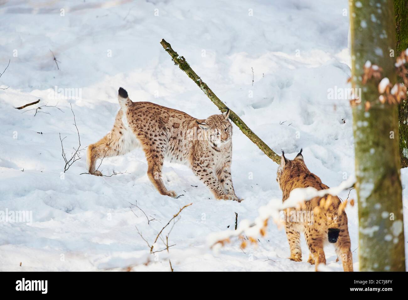 lynx du nord (lynx du Nord), deux lynx du Nord se rencontrent dans la neige, Allemagne, Bavière, parc national de la forêt bavaroise Banque D'Images