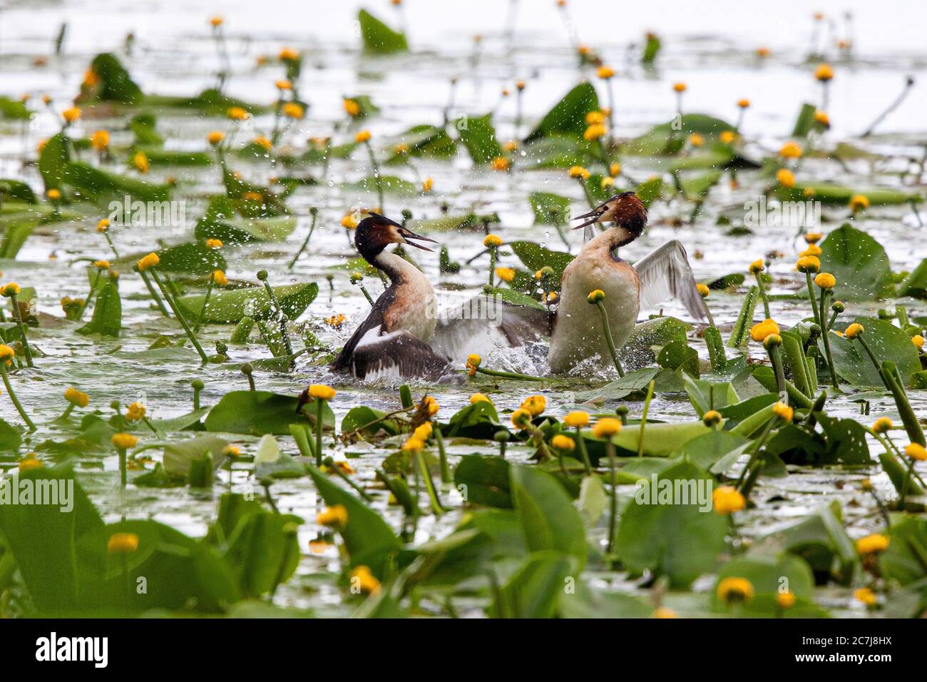 Grand grebe à crête (Podiceps cristatus), mâles en compétition entre les nénuphars jaunes, Allemagne, Bavière Banque D'Images