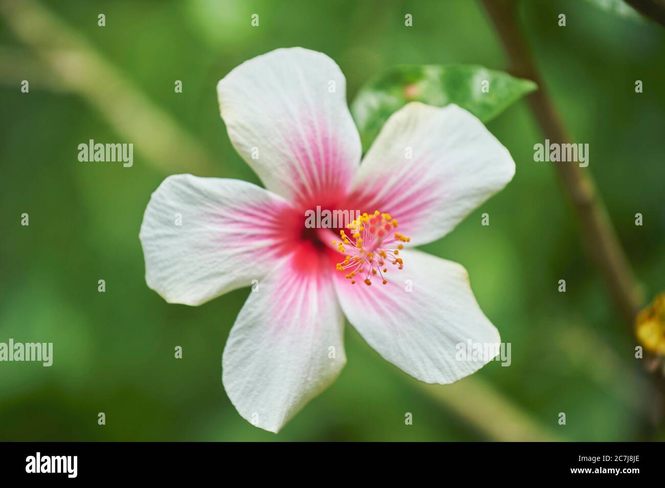 Hibiscus (Hibiscus chinois rosa-sinensis), fleur, USA, New York Banque D'Images