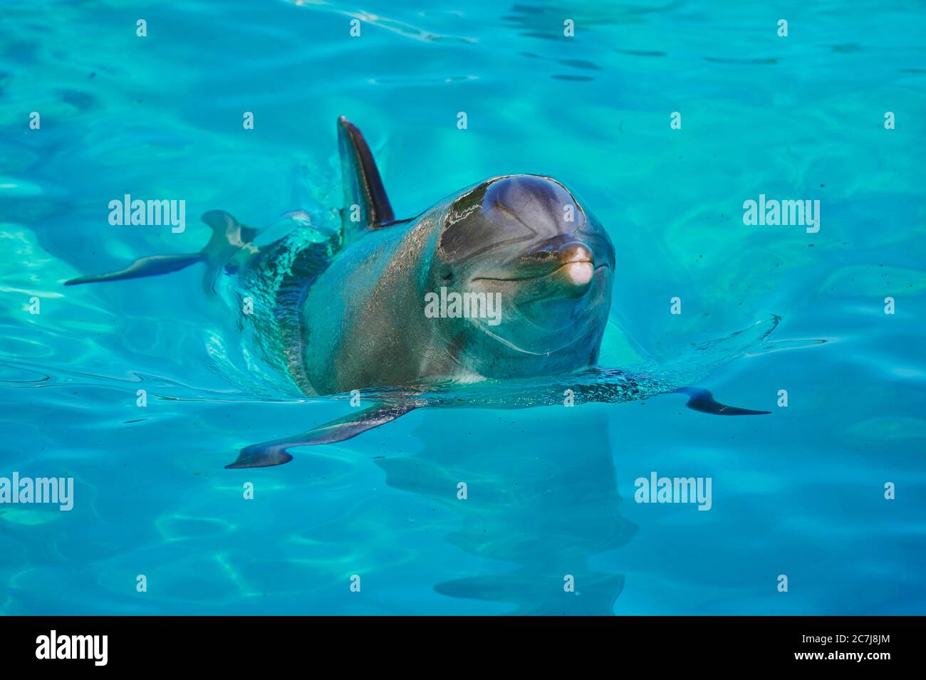 Dauphin à nez en bouteille, dauphin à nez en bouteille (Tursiops truncatus), nage dans un dauphinarium, vue de face Banque D'Images