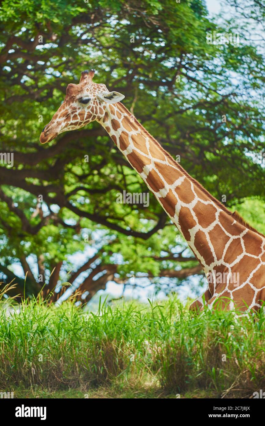 Girafe réticulée (Giraffa camelopardalis reticulata), reposant sur le sol dans la savane, vue latérale, Afrique Banque D'Images