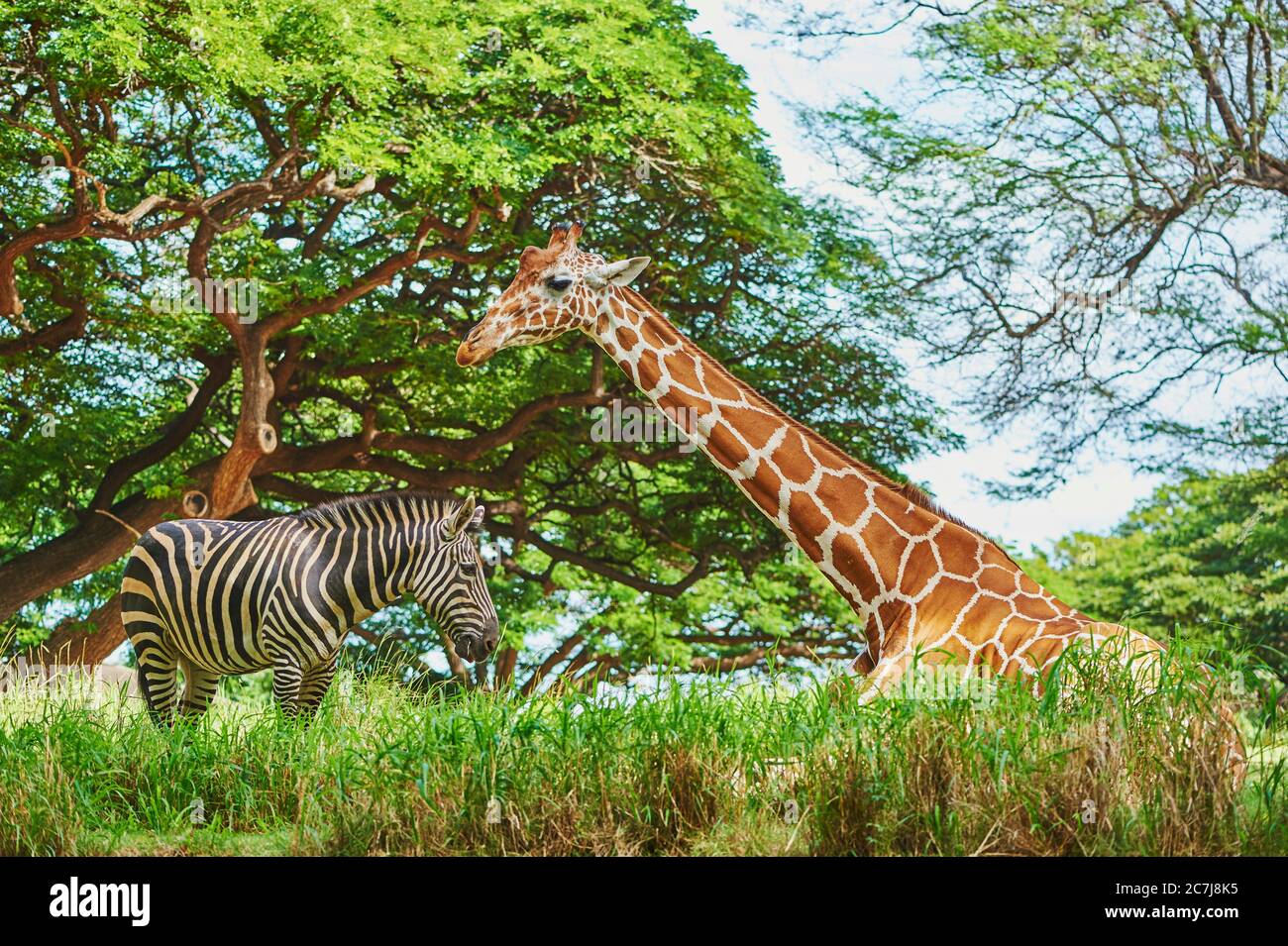 Girafe réticulée (Giraffa camelopardalis reticulata), avec zébrée commune, Afrique Banque D'Images