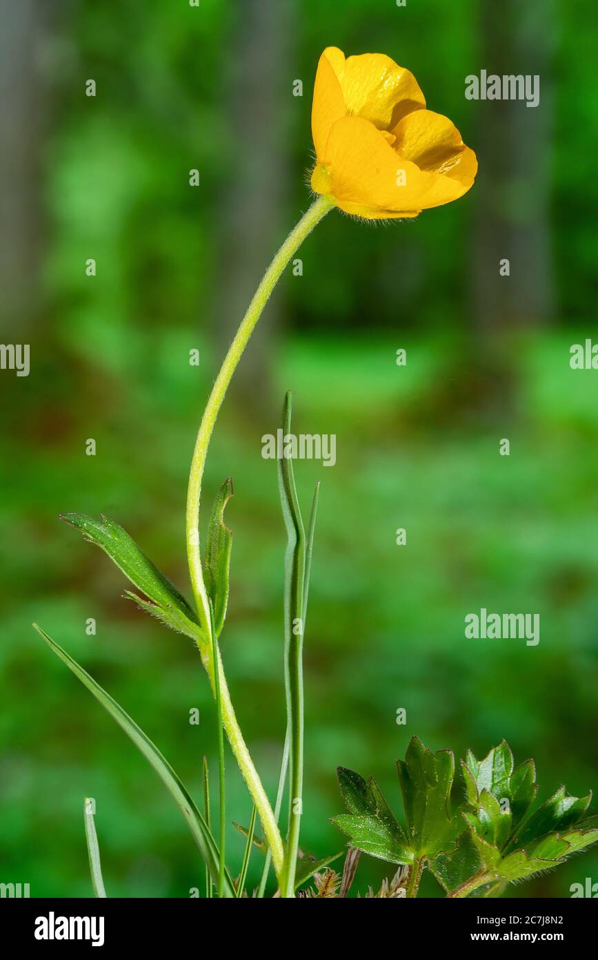 Coupe de beurre rampante (Ranunculus repens), fleur, Allemagne, Bavière Banque D'Images