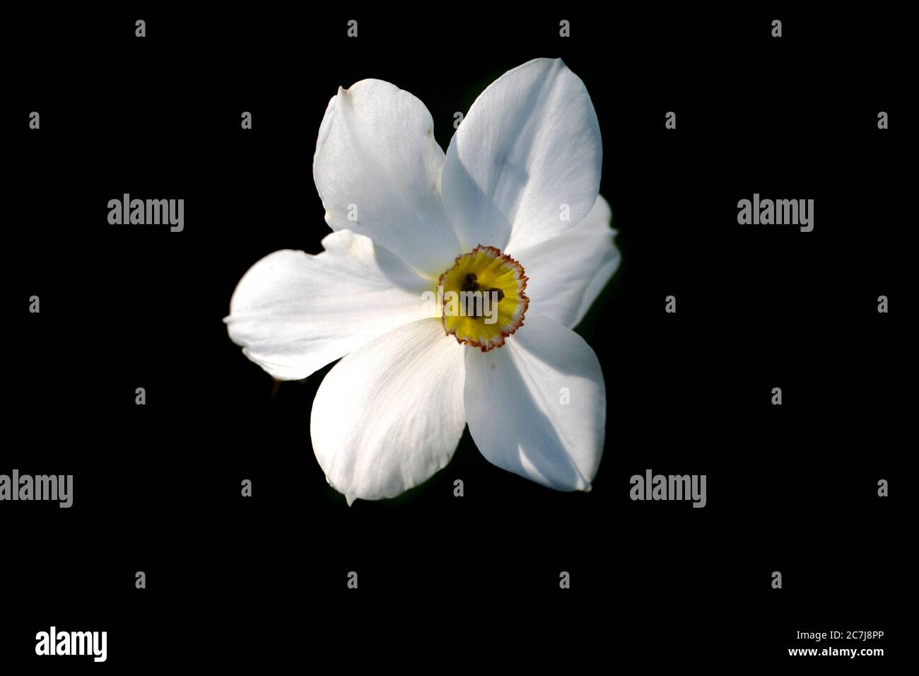 Daffodil de l'œil du faisan, narcisse de l'œil du faisan, narcisse du poète  (Narcissus poeticus), fleur sur fond noir, pays-Bas, Frise Photo Stock -  Alamy