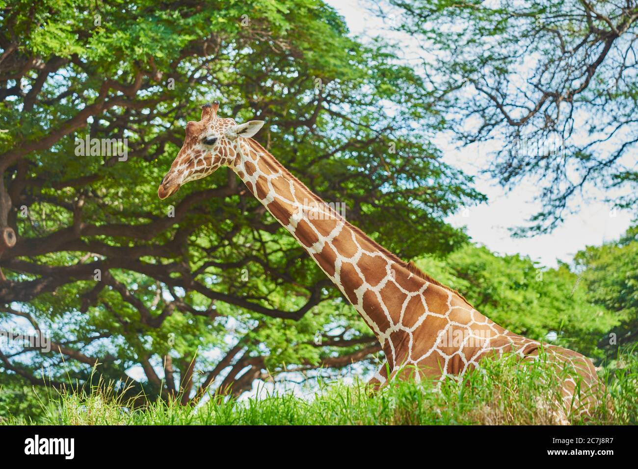 Girafe réticulée (Giraffa camelopardalis reticulata), reposant sur le sol dans la savane, portrait en demi-longueur, Afrique Banque D'Images