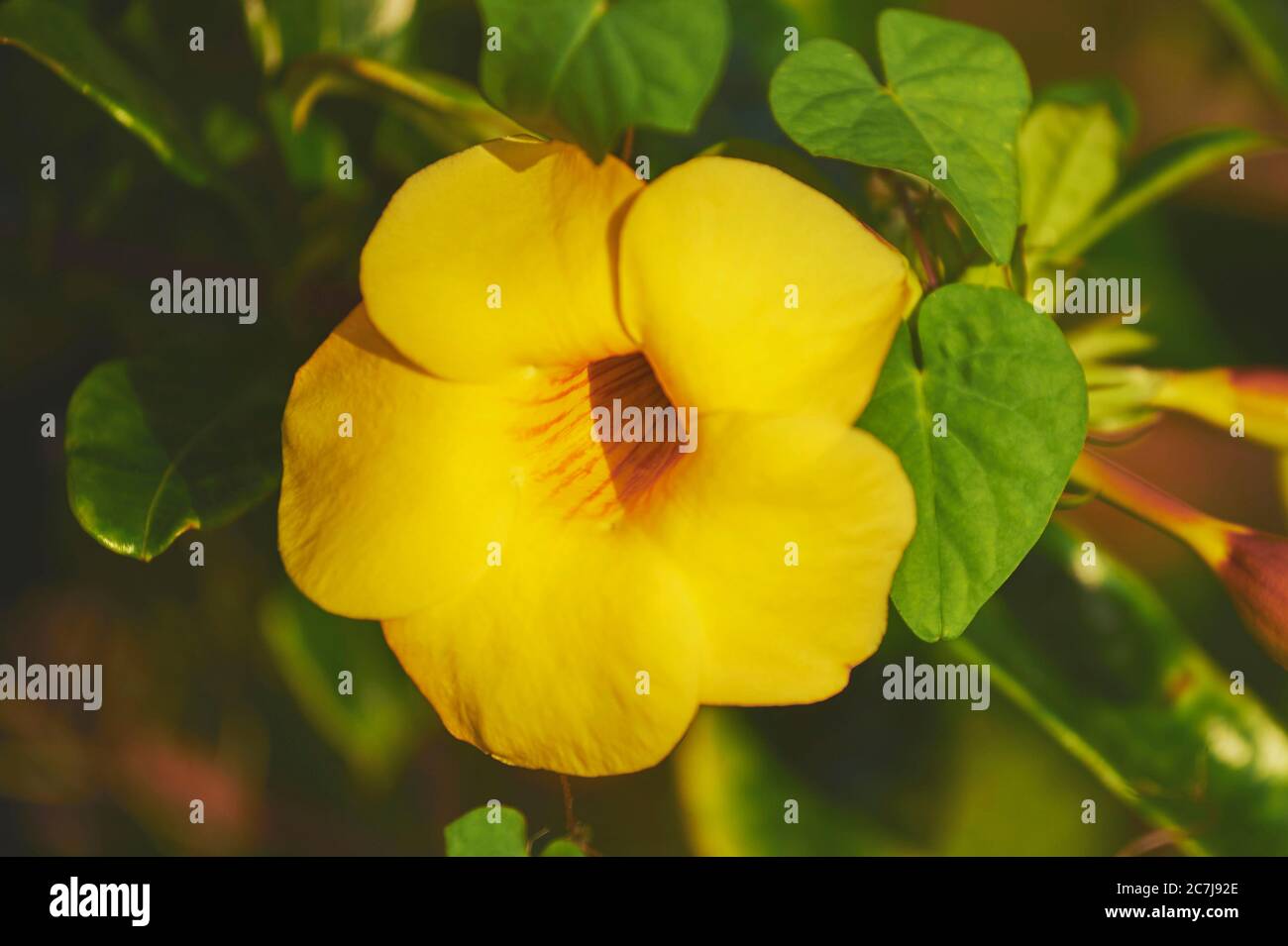 trompette d'or (Allamanda cathartica), fleur, États-Unis, Hawaï Banque D'Images