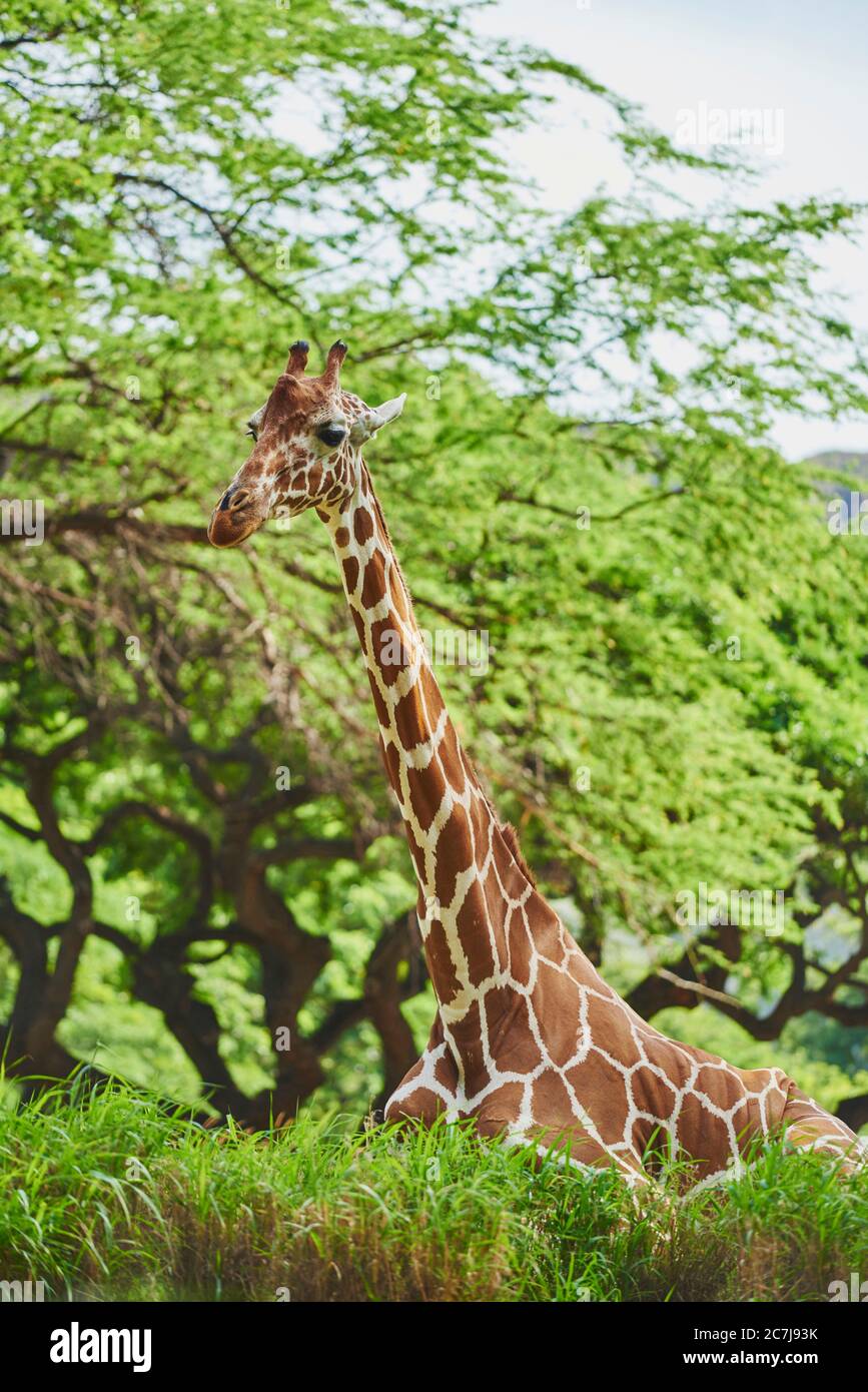 Girafe réticulée (Giraffa camelopardalis reticulata), reposant sur le sol dans la savane, portrait en demi-longueur, Afrique Banque D'Images