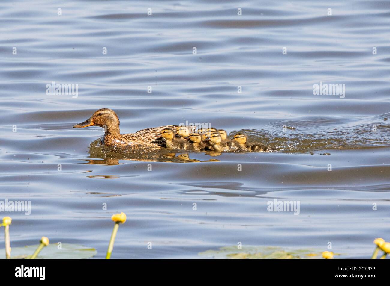 mallard (Anas platyrhynchos), les poussins cherchent refuge près de leur mère quand un rapaleur vole au-dessus d'eux, Allemagne, Bavière Banque D'Images