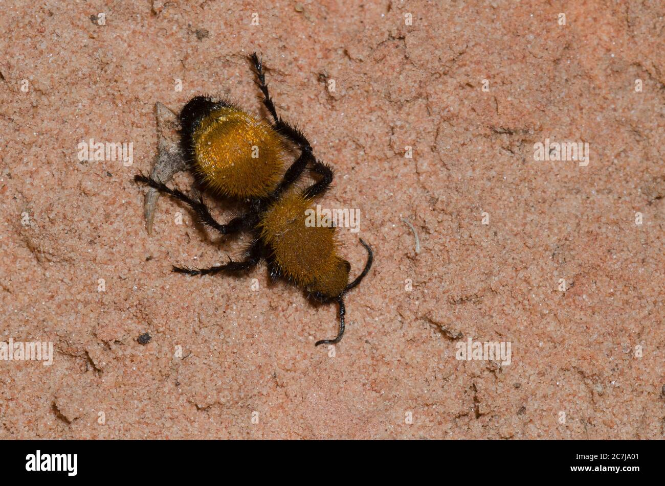 Velvet Ant, Dasymutilla bioculata, femme Banque D'Images