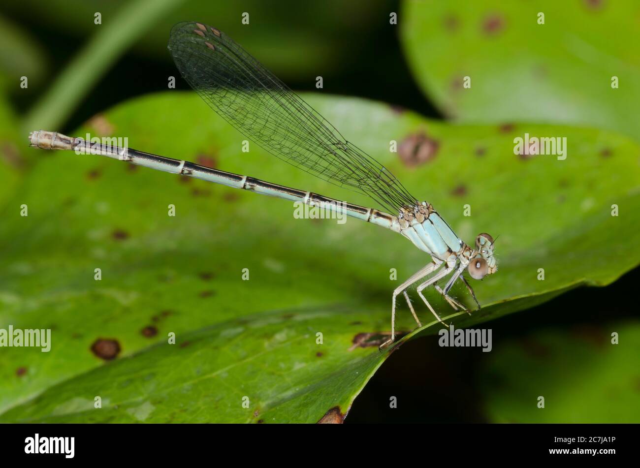 Danseuse à la façade bleue, Argia apicalis, femme Banque D'Images