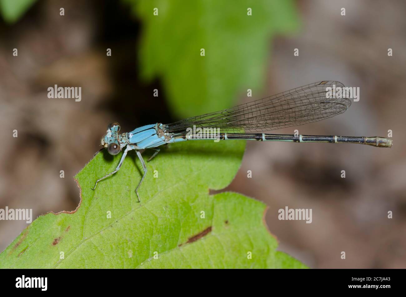 Danseuse à la façade bleue, Argia apicalis, femme Banque D'Images