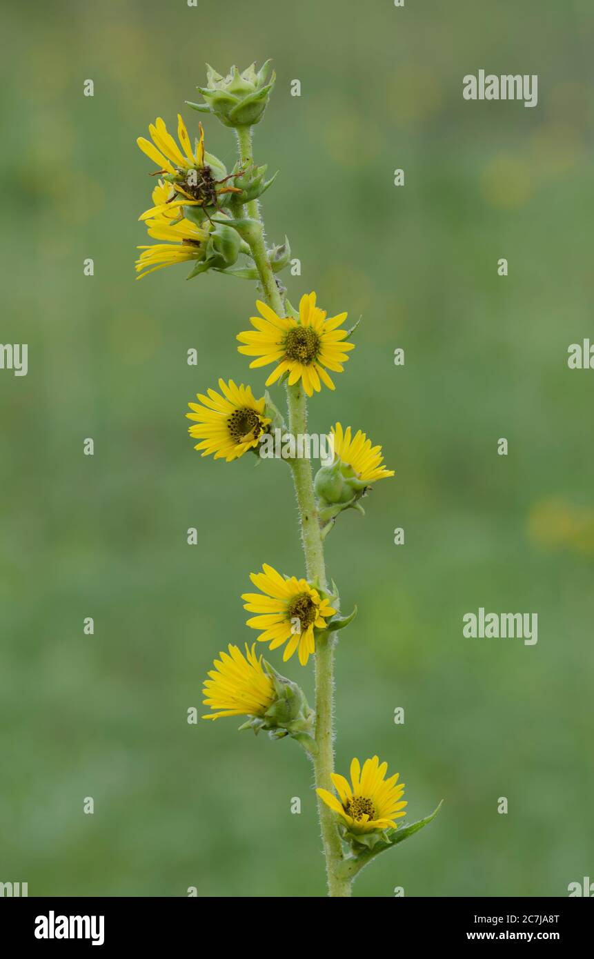 Boussole, Usine de Silphium laciniatum Banque D'Images