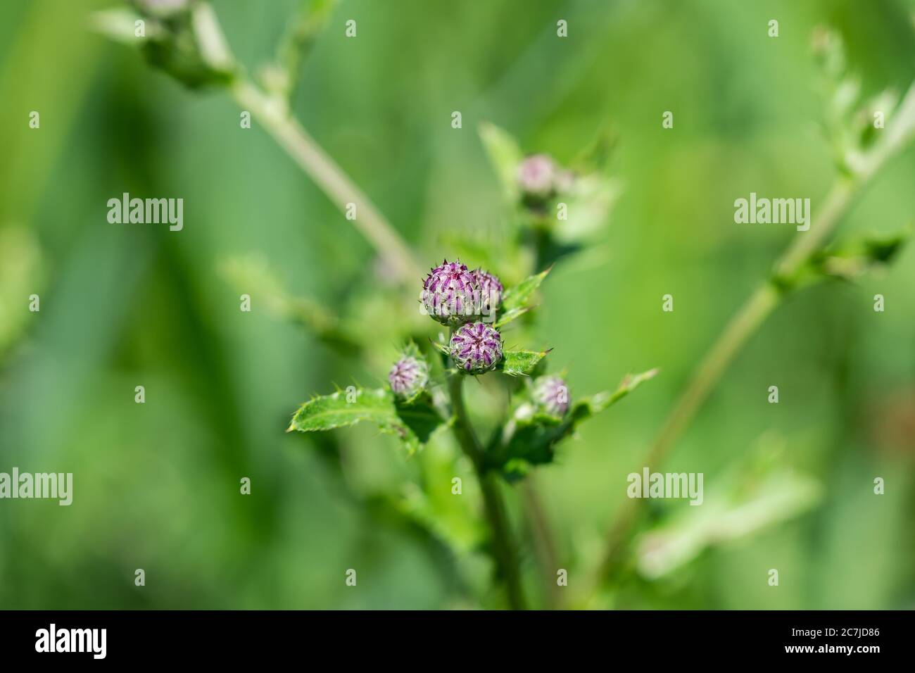 Chardon des boutons de fleurs en été Banque D'Images