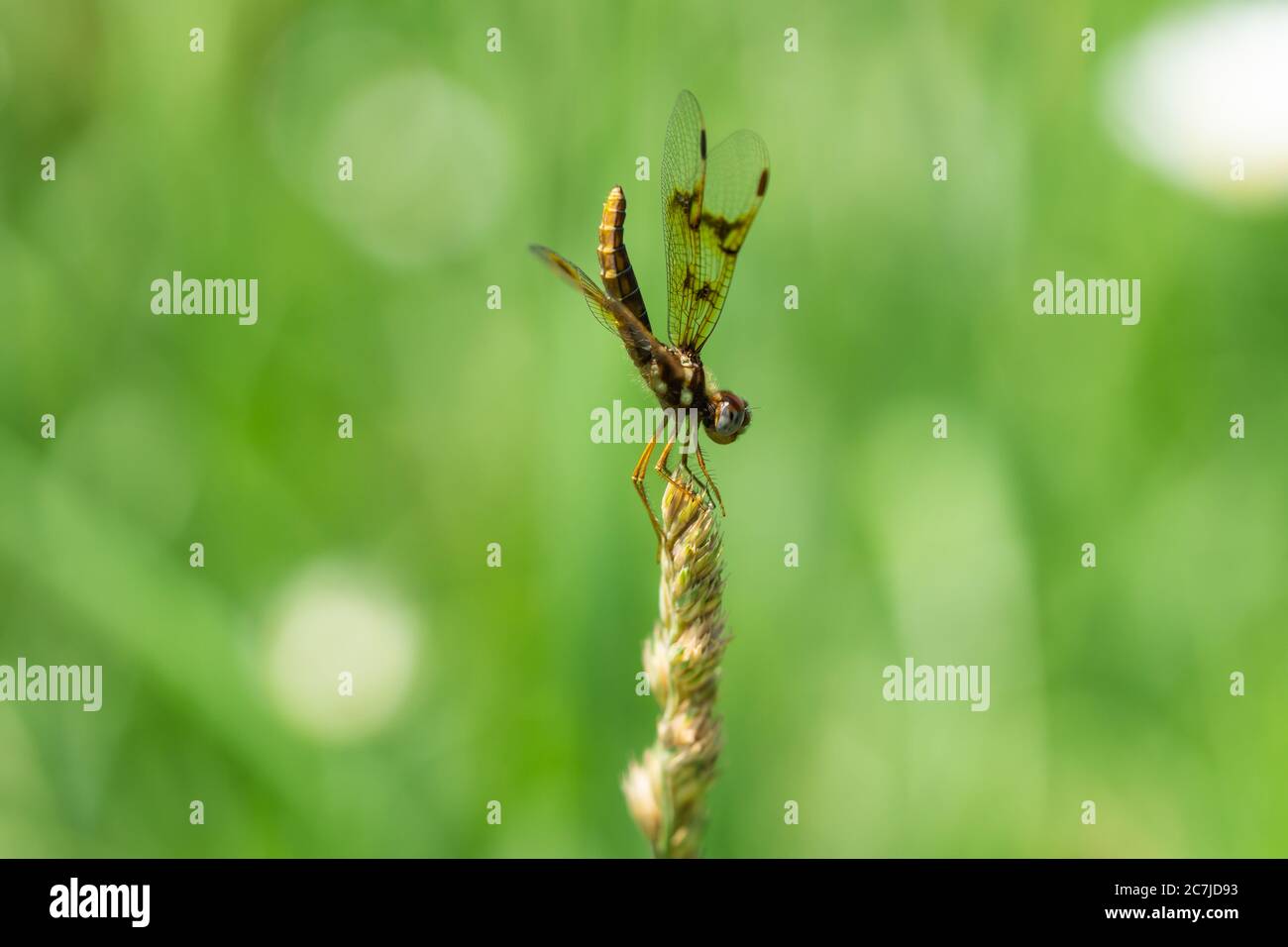 Libellule d'Amberwing de l'est en été Banque D'Images