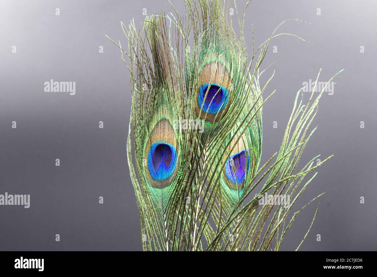 Gros plan d'une plume de paon naturelle contre un gris arrière-plan Banque D'Images