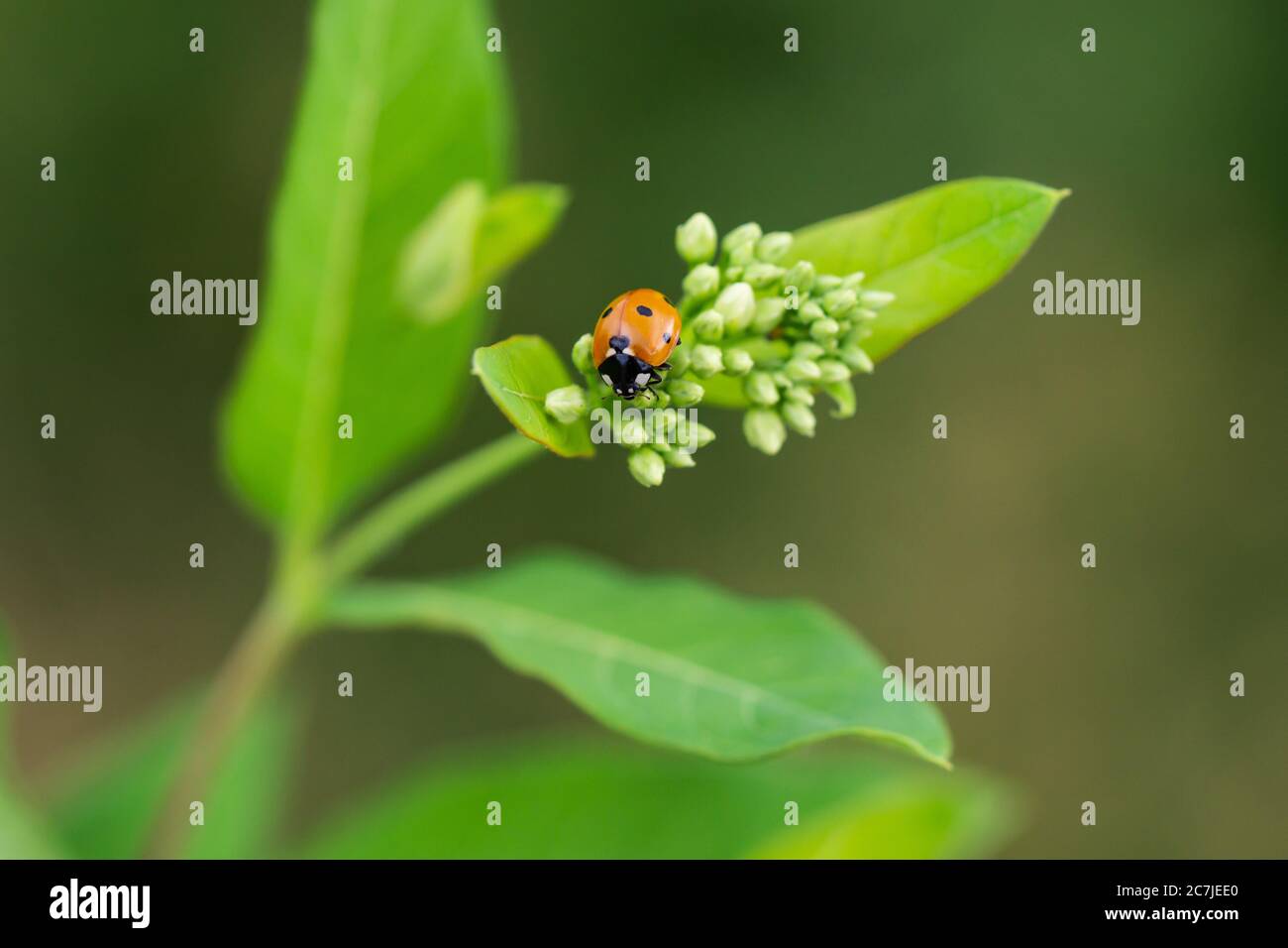 Sept Lady Beetle tachetée en été Banque D'Images
