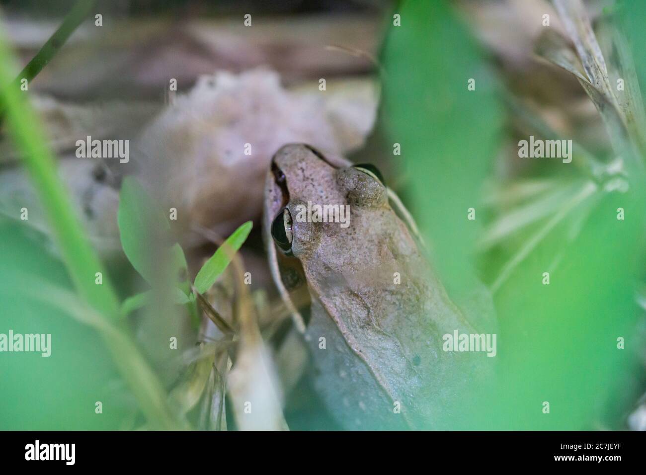 Grenouille de bois dans la forêt en été Banque D'Images