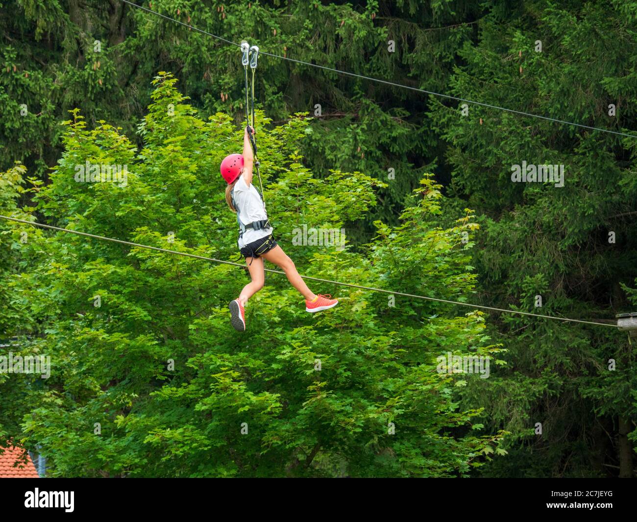 Bayerwald-Fox dans le toboggan et le paradis des loisirs St. Englmar, Bavarian Forest, Bavière, Allemagne Banque D'Images