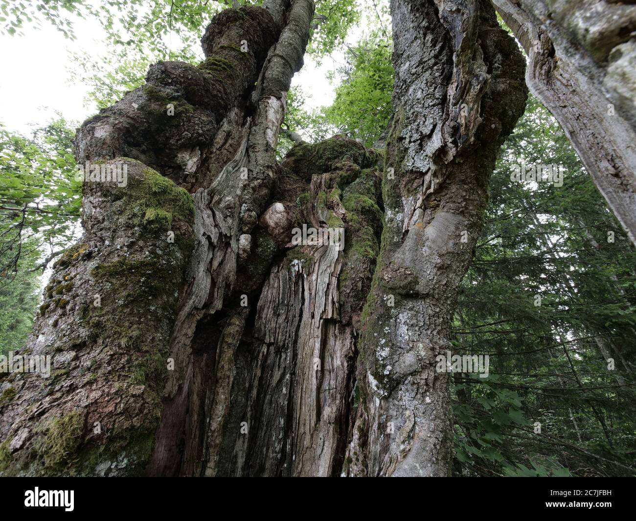 Vieux tronc d'arbre à tête de gnarled à Ruckowitzschachten, Großer Falkenstein, parc national, Bavarian Forest, Bavière, Allemagne Banque D'Images