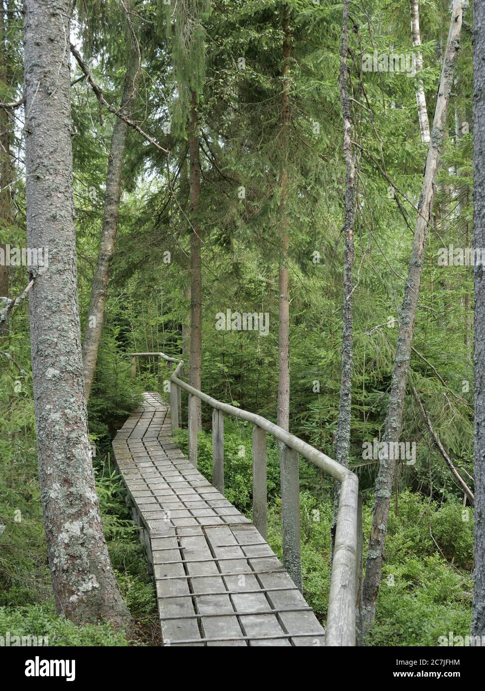 Großer Filz / Klosterfilz, Parc National, Bavarois forêt, Bavière, Allemagne Banque D'Images
